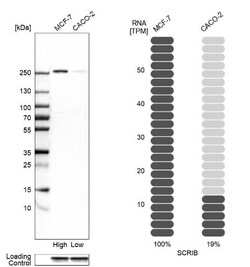 Scribble Antibody, Novus Biologicals 0.1 mL | Buy Online | Novus Biologicals | Fisher Scientific